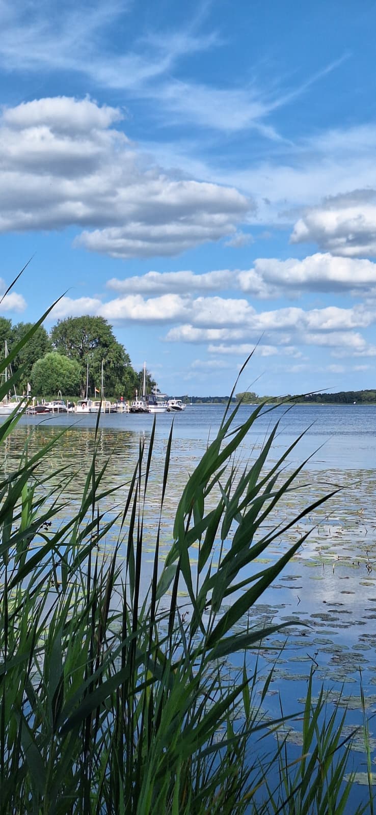 Wusterwitzer See mit Schilf